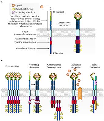 Cardiovascular toxicity of tyrosine kinase inhibitors during cancer treatment: Potential involvement of TRPM7